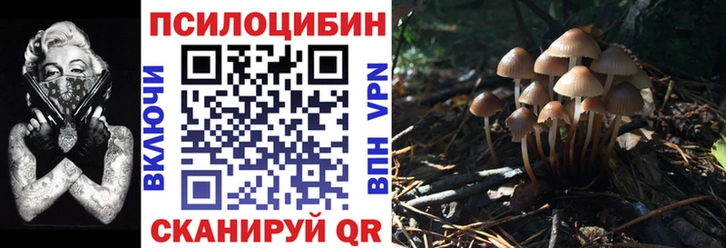 Купить где  Шумиха  Галлюциногенные грибы Psilocybine cubensis 